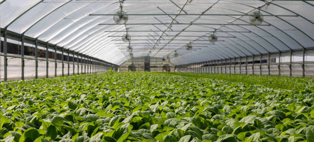 Modern Greenhouse Interior